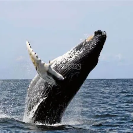 La Tuga Stile Marinaro Sul Mare Appartement